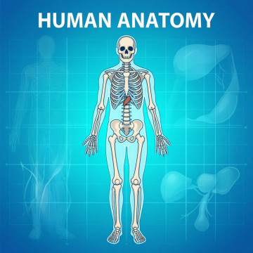 Всероссийская олимпиада по английскому языку "Human Anatomy"